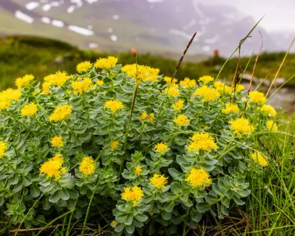 Un campo di fiori gialli di Rhodiola rosea in montagna, noti per i loro benefici adattogeni.