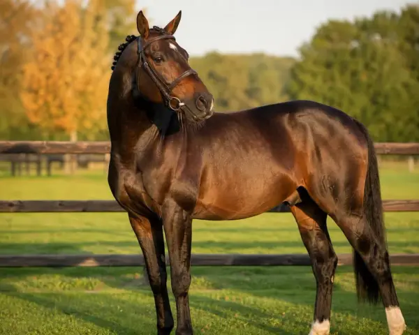 Magnifique etalon cheval bai, crinière tressée, dans un pré verdoyant, au soleil couchant.