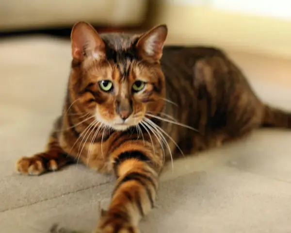 Piękny kot toyger o pręgowanym futrze leży na jasnym dywanie. Zastanawiasz się nad kot toyger cena?