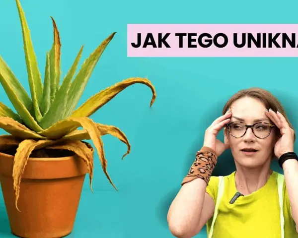 Jak sadzić aloes w doniczce, aby uniknąć najczęstszych błędów