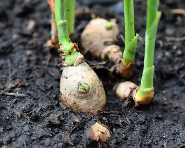 Frische Triebe sprießen aus den Rhizomen. Das ist der Beginn, ingwer pflanzen erfolgreich anzubauen.