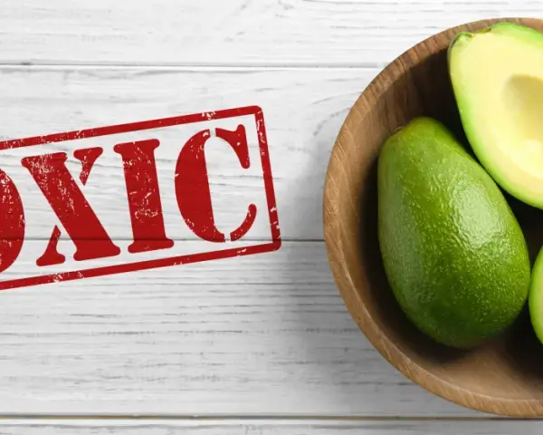 Przyprawy dla psa: Bezpieczne zioła i toksyczne zagrożenia Poradnik