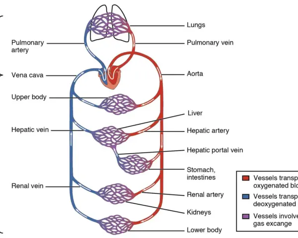 Schema des Herz-Kreislauf-Systems: Lungen, Herz, Aorta, Leber, Nieren, Magen, Darm und Körperteile. Rote Gefäße transportieren sauerstoffreiches, blaue sauerstoffarmes Blut.