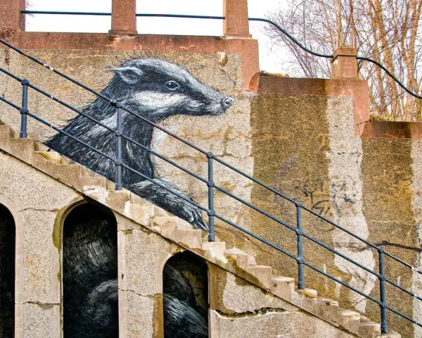 Enkel graffiti av en grävling som tittar fram ur en trappa. Konstverket är detaljerat och ger liv åt den annars slitna betongväggen.
