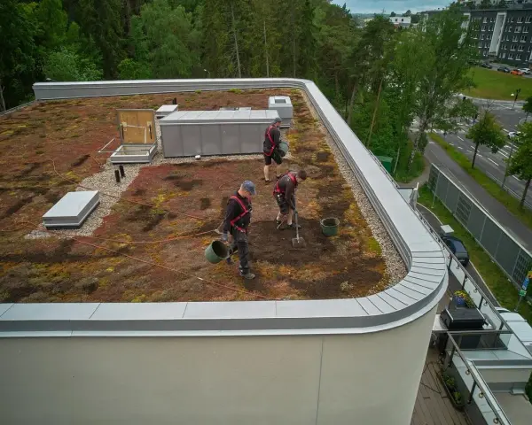 Arbetare sköter om ett sedumtak konstruktion. De planterar och vattnar, vilket bidrar till en grönare stadsmiljö.