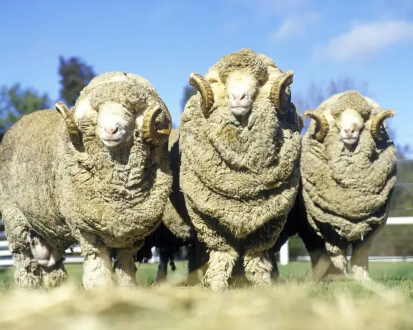 Drei Merinoschafe mit imposanten Hörnern stehen nebeneinander. Ihre dicke Wolle wirft Fragen auf bezüglich Merino Wolle Tierleid.