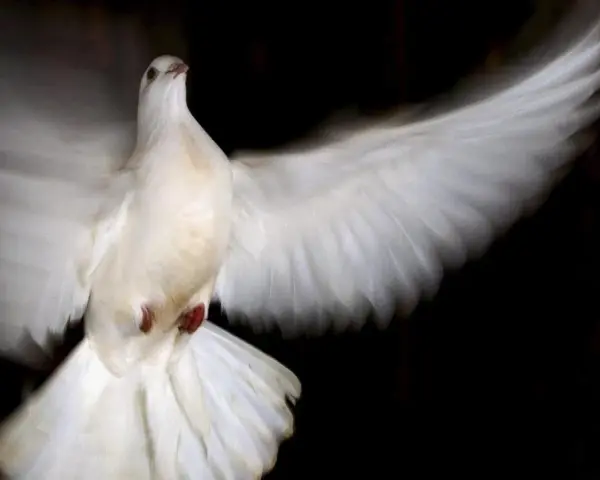 Weiße Taube im Flug, ein Symbol für den heiligen Geist.