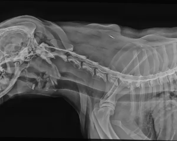 RTG kręgosłupa psa, widoczny implant. Rozważasz operację kręgosłupa u psa? Koszt może być wysoki, ale warto sprawdzić.