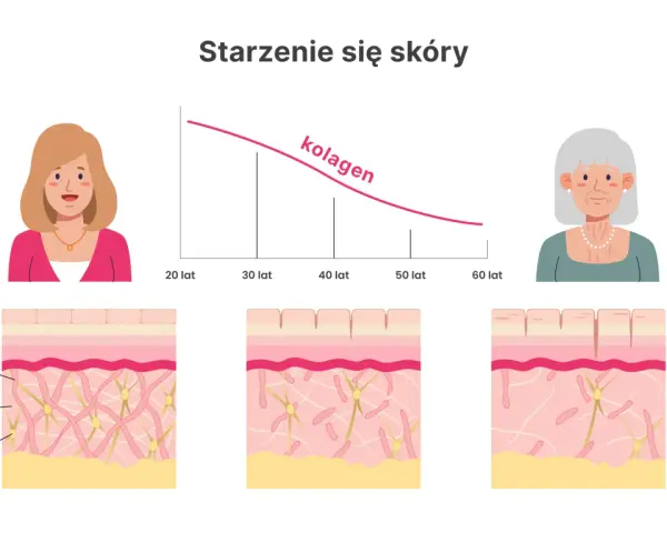 Wykres pokazuje, jak spada poziom kolagenu na skórę z wiekiem. Ilustracje ukazują zmiany w strukturze skóry, od młodej do starszej.