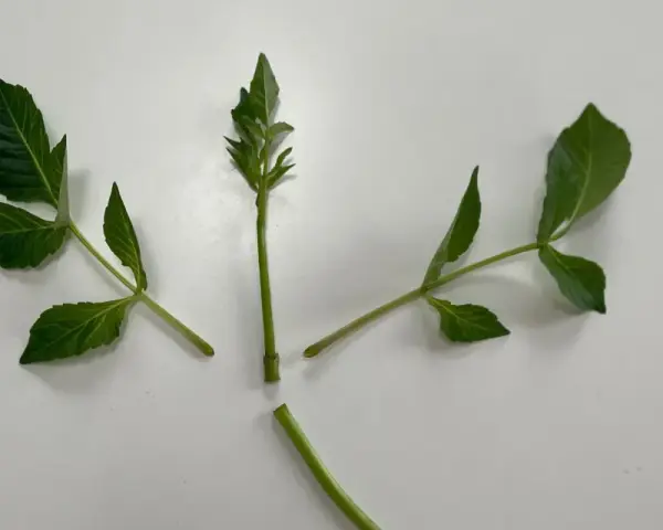 Gröna dahlia sticklingar redo att toppas för att främja buskigare tillväxt.