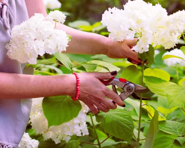 Frau schneidet mit einer Gartenschere weiße Hortensien. Die Blüten sind üppig und weiß, die Blätter grün.