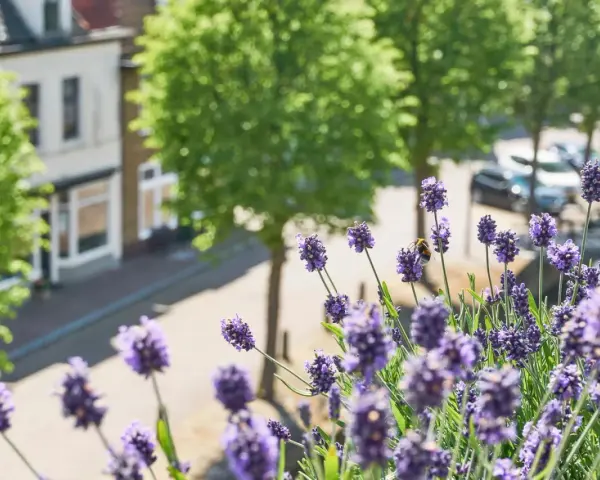 Nahaufnahme von Lavendelarten mit einer Biene, die Nektar sammelt. Im Hintergrund ein verschwommener Blick auf eine Straße mit Bäumen und Häusern.