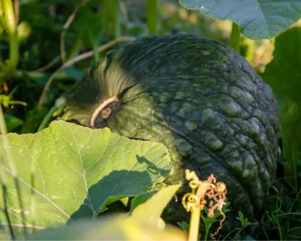 Zucche verdi e rugose, cresciute grazie a un ottimo concime per zucche, tra foglie rigogliose e un viticcio dorato.