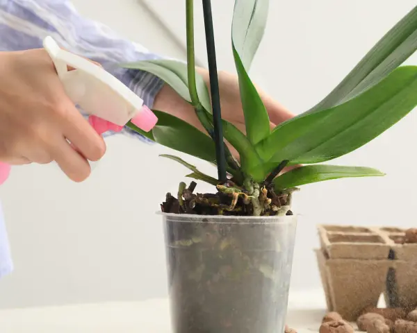 Eine Hand sprüht eine Orchidee mit einem rosa Sprühflakon. Die richtige Orchideen Pflege ist wichtig für gesunde Pflanzen.