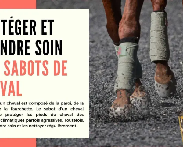Gros plan sur les sabots d'un cheval, bandés pour la protection. Apprenez comment nettoyer une sole de sabot pour le bien-être de votre monture.