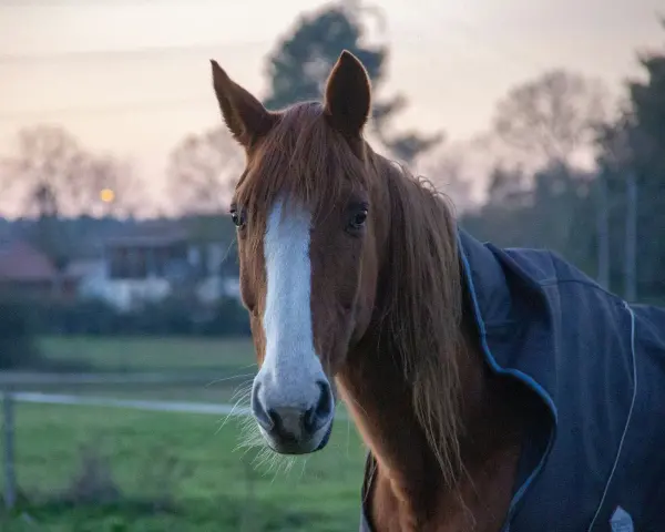 Un magnifique etalon bai, portant une couverture, regarde la caméra au crépuscule.