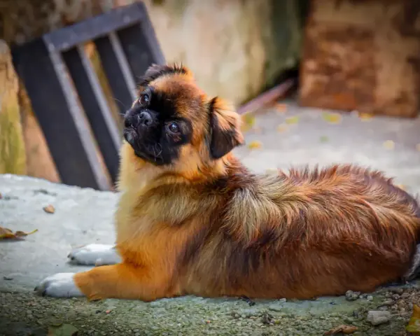 Uroczy spaniel tybetański leży na ziemi, ciekawie spoglądając w górę. Zastanawiasz się nad spaniel tybetański cena?