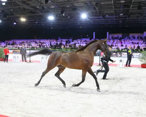 Un magnifique pur sang arabe en plein mouvement lors d'un show équestre, sous les regards d'un public nombreux.