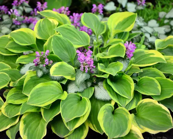 Bunte Hosta-Blätter mit lila Blüten. Ein schöner funkien standort im Garten.