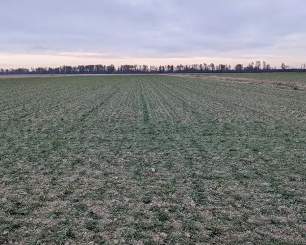 Zimowy krajobraz pól uprawnych na Lubelszczyźnie. Wartość ziemi rolnej w tym regionie jest kluczowa dla rolników.