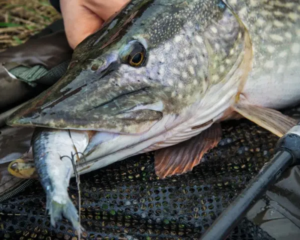 Ein großer Hecht mit einem kleineren Fisch im Maul, ein erfolgreicher Hecht Fang.