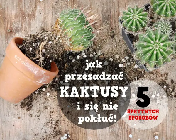 Jak przesadzić kaktusa, by się nie pokłuć? Na drewnianym blacie leżą kaktusy, doniczka i ziemia.
