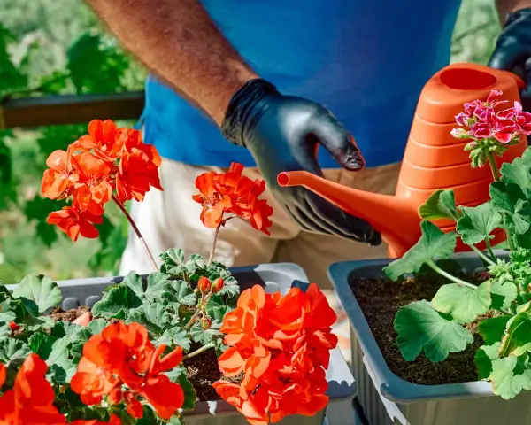 Ręce w czarnych rękawiczkach podlewają pelargonie z pomarańczowej konewki. Domowy nawóz do pelargonii zapewni im bujne kwitnienie.