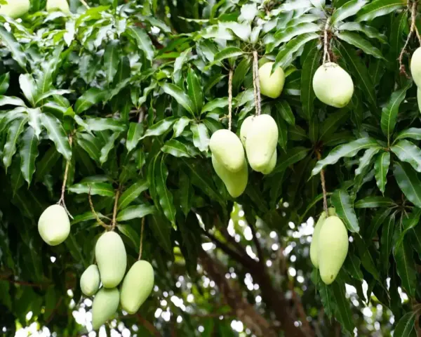 Zielone mango zwisające z drzewa. Czy mango to cytrus? Nie, to owoc pestkowy, choć równie pyszny!