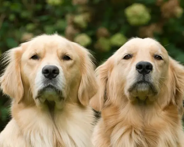 Dwa urocze szczenięta golden retriever patrzą w obiektyw, otoczone zielenią.
