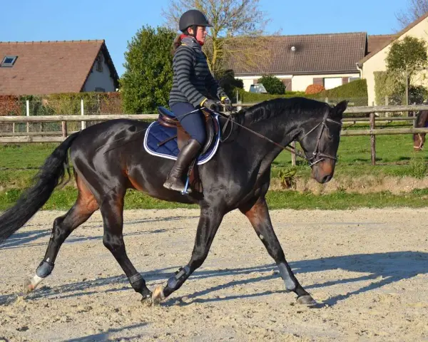 Une cavalière monte un cheval noir. Le cheval porte des protections aux membres, suggérant qu'il faut monter un cheval qui a de l'arthrose avec soin.
