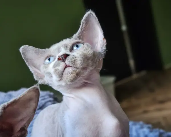 Gdzie znaleźć devon rex za darmo? Sprawdź oferty w Lublinie