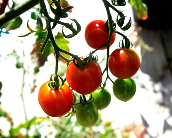 Busktomater i kruka hänger mogna och gröna. Solen lyser på de röda tomaterna som snart är redo att skördas.