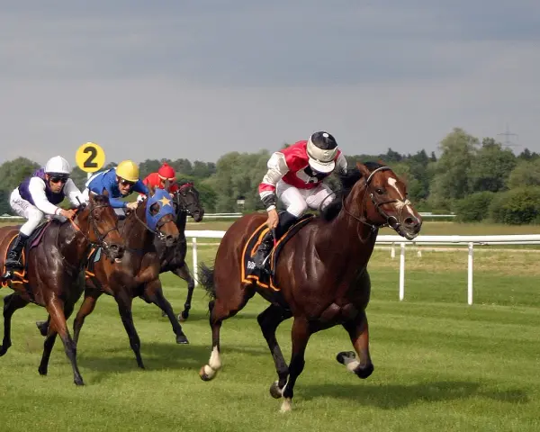 Course de chevaux : des jockeys en action sur l'hippodrome, le numéro 2 bien visible.