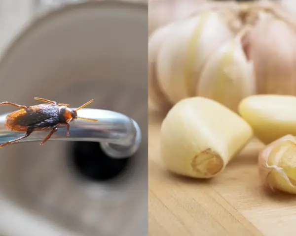 Una cucaracha en un grifo y dientes de ajo, sugiriendo una plaga de cucarachas y un remedio natural.