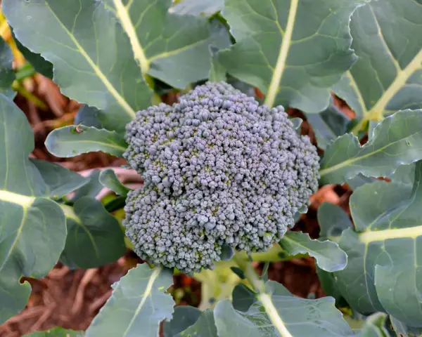 En frodig broccolihuvud omgiven av stora gröna blad. En vacker syn för alla som vill odla broccoli.