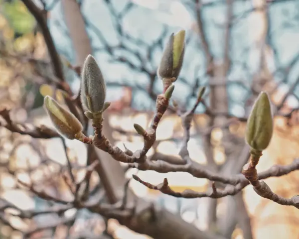 Pąki magnolii, zapowiadające wiosnę, kiedy kwitnie.