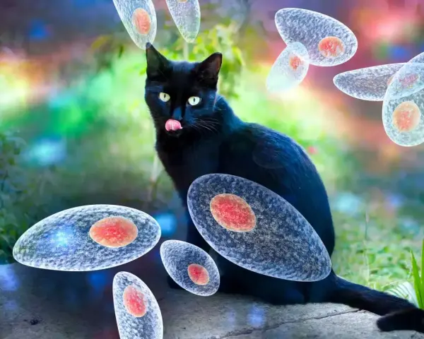 Czarny kot otoczony przez pasożyty Toxoplasma gondii. Obraz ilustruje toksoplazmozę u kota.