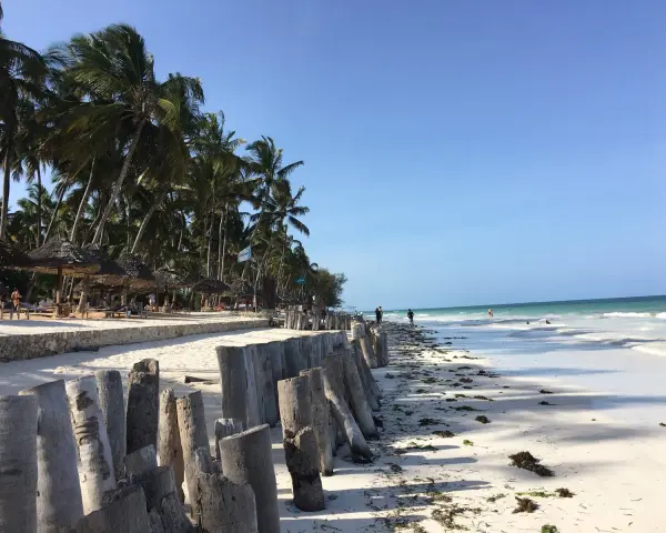 Piękna plaża na Zanzibarze, z palmami, białym piaskiem i turkusową wodą. Widać drewniane pale, które chronią brzeg przed odpływami.