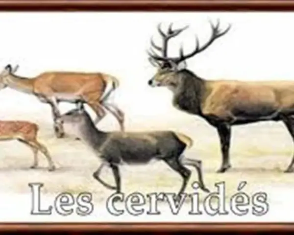Illustration de plusieurs cervidés, dont un grand cerf mâle avec des bois impressionnants, une biche et deux jeunes faons.