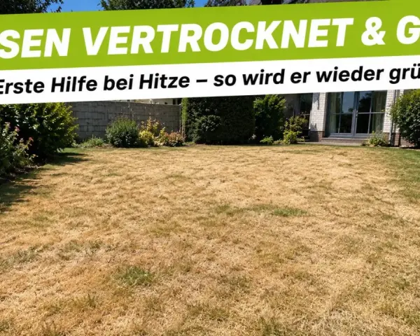 Brauner, vertrockneter Rasen braucht dringend Wasser. Mit regelmäßigem **rasen sprengen** wird er bald wieder grün.