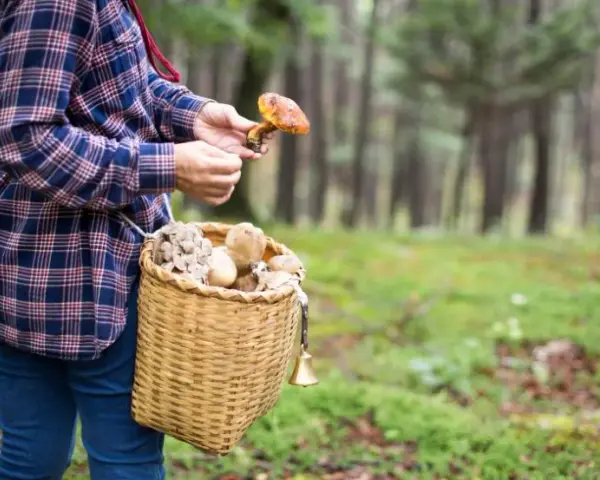 Gdzie na grzyby Szczecin? Odkryj sprawdzone lasy i zbieraj bezpiecznie!