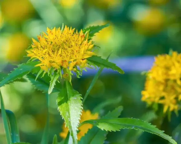 Fleur jaune vif de rhodiola rosea, aux feuilles vertes dentelées, sur un fond flou de verdure et de lumière.