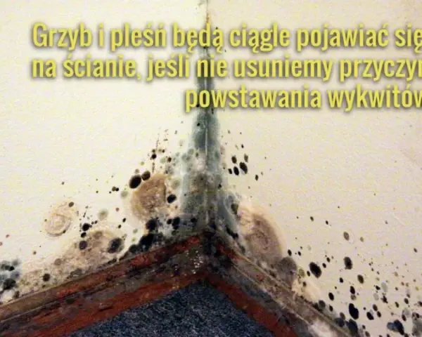 Widok narożnika ściany z widocznym grzybem i pleśnią. Konieczne odgrzybianie ścian, by zapobiec nawrotom wykwitów.