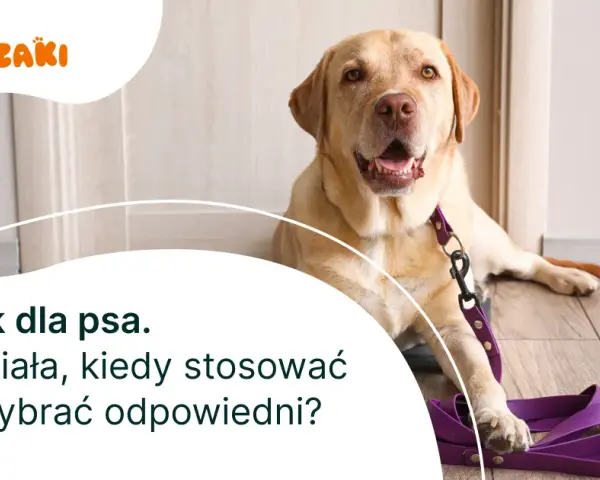 Jak założyć dławik dla psa - uniknij błędów i zapewnij bezpieczeństwo