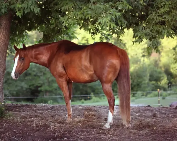 Cheval bai sous un arbre, profitant de l'ombre. Le pssm cheval est bien visible, avec sa robe brillante et sa longue crinière.
