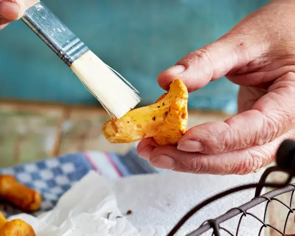 Hände putzen mit einem Pinsel sorgfältig Pfifferlinge für ein köstliches Gericht.
