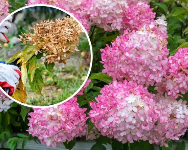 Beskärning av hortensia: en hand med handske klipper bort en vissnad blomställning från en hortensiabuske med rosa blommor.