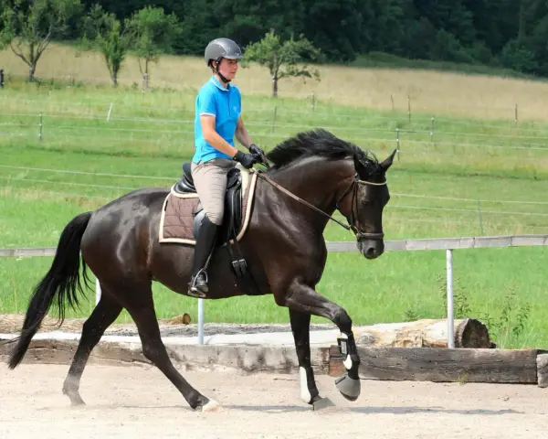 Reiterin in blauer Reitbekleidung übt mit einem dunklen Pferd die Anlehnung im Schritt auf einem Reitplatz.