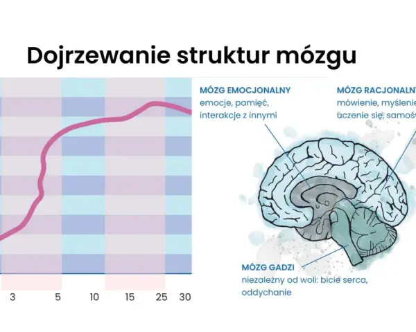 Wykres pokazuje rozwój funkcji wykonawczych u dziecka neurotypowego. Obok ilustracja mózgu z zaznaczonymi obszarami: gadziego, emocjonalnego i racjonalnego.