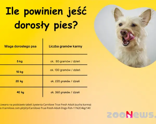 Ile powinien jeść 2-miesięczny szczeniak? Poradnik krok po kroku